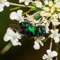 Euperilampus triangularis
