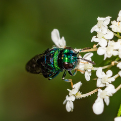 Euperilampus triangularis