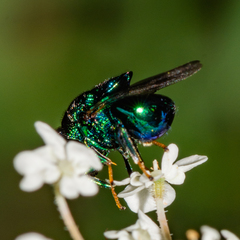 Euperilampus triangularis