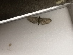 Eupithecia tripunctaria