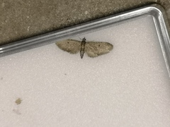 Eupithecia tripunctaria