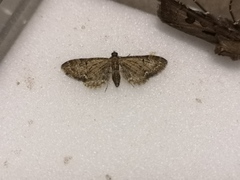 Eupithecia vulgata