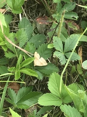 Phalaenostola metonalis