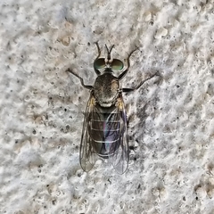 Atomosia melanopogon