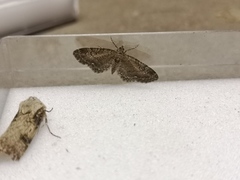 Eupithecia vulgata