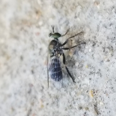 Atomosia melanopogon