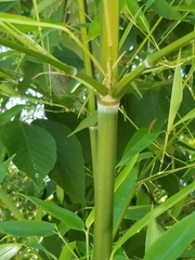 Phyllostachys aurea