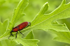 Rhodobaenus sanguineus