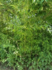 Phyllostachys aurea