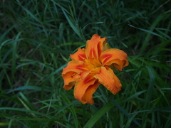 Hemerocallis fulva kwanso