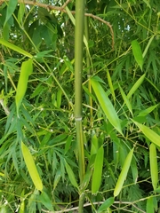 Phyllostachys aurea