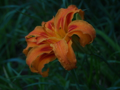 Hemerocallis fulva kwanso