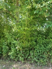 Phyllostachys aurea
