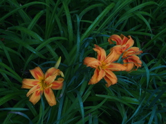 Hemerocallis fulva kwanso
