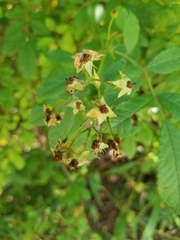Rosa multiflora