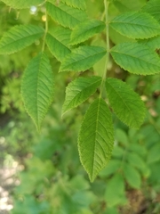 Rosa multiflora