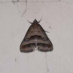 Acantholipes regularis