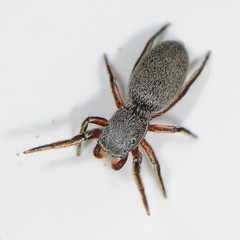 Tutelina similis