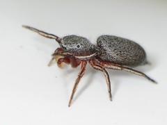 Tutelina similis