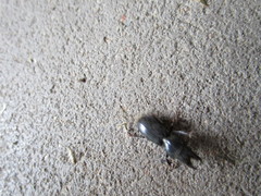 Scarites subterraneus
