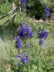 Delphinium barbeyi