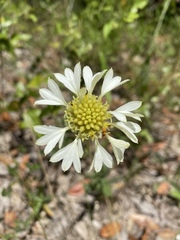 Gaillardia aestivalis winkleri