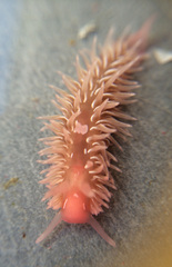 Aeolidia