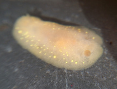 Cadlina modesta