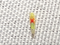 Erythroneura octonotata