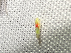 Erythroneura octonotata