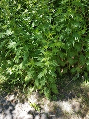 Artemisia vulgaris