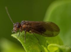 Peripsocidae