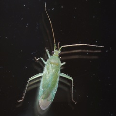 Blepharidopterus diaphanus