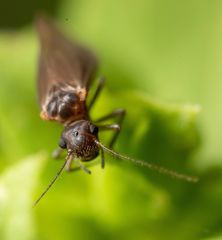Peripsocidae