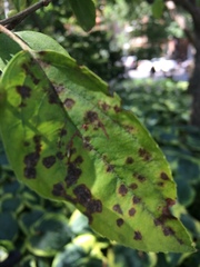 Cercospora