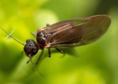 Peripsocidae