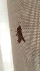 Calliptamus italicus