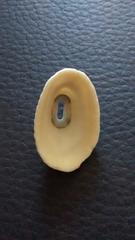 Fissurella virescens