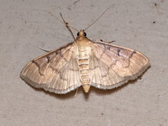 Herpetogramma theseusalis