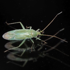 Blepharidopterus diaphanus