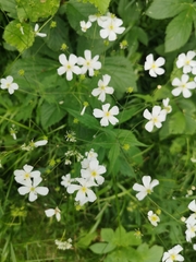 Ranunculus aconitifolius