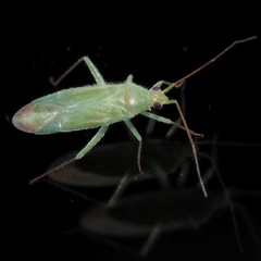 Blepharidopterus diaphanus