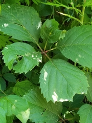 Parthenocissus inserta