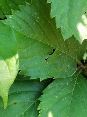 Parthenocissus inserta