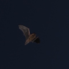 Pipistrellus pipistrellus