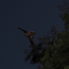 Pipistrellus pipistrellus