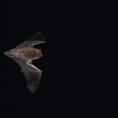 Pipistrellus pipistrellus