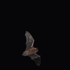 Pipistrellus pipistrellus