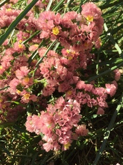 Limonium sinuatum
