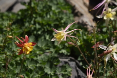Aquilegia pubescens